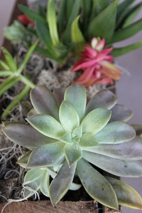 venta-plantas Venta de Plantas y Flores - Arte, Tierra y Jardín